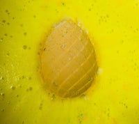 Thumbnail for Dragons Egg Bath Bomb Lather Up UK